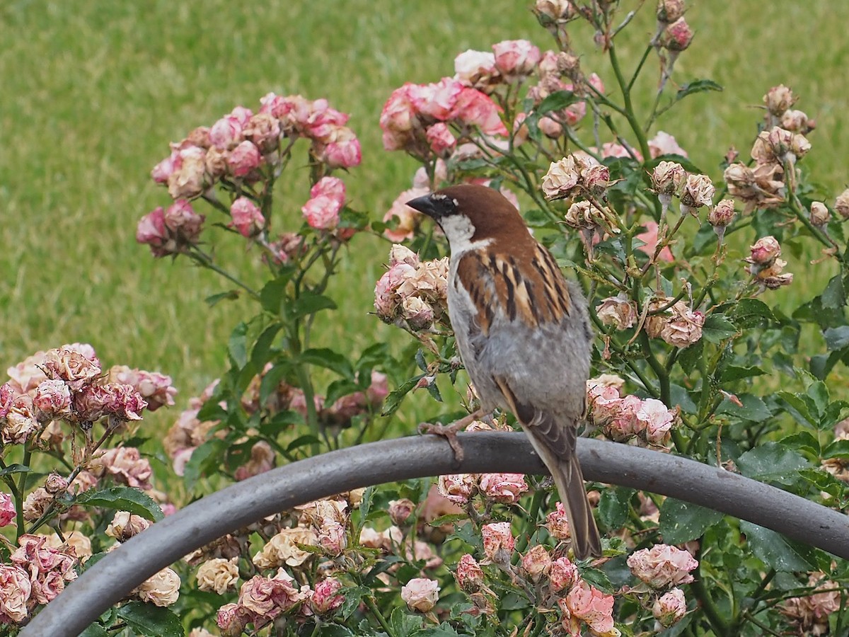 Italian Sparrow - ML471403091