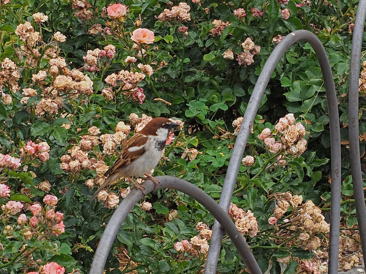 Italian Sparrow - ML471403101