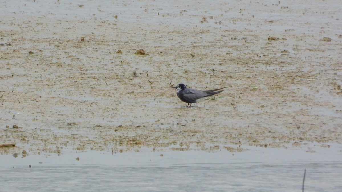 Black Tern - ML471403271