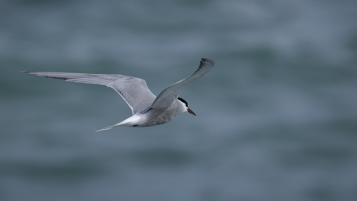 Common Tern (hirundo/tibetana) - ML471403551