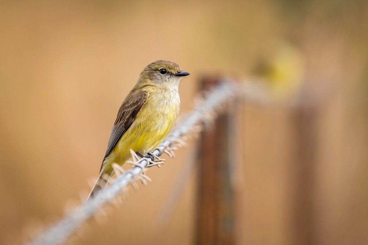 Lemon-bellied Flyrobin - ML471403661