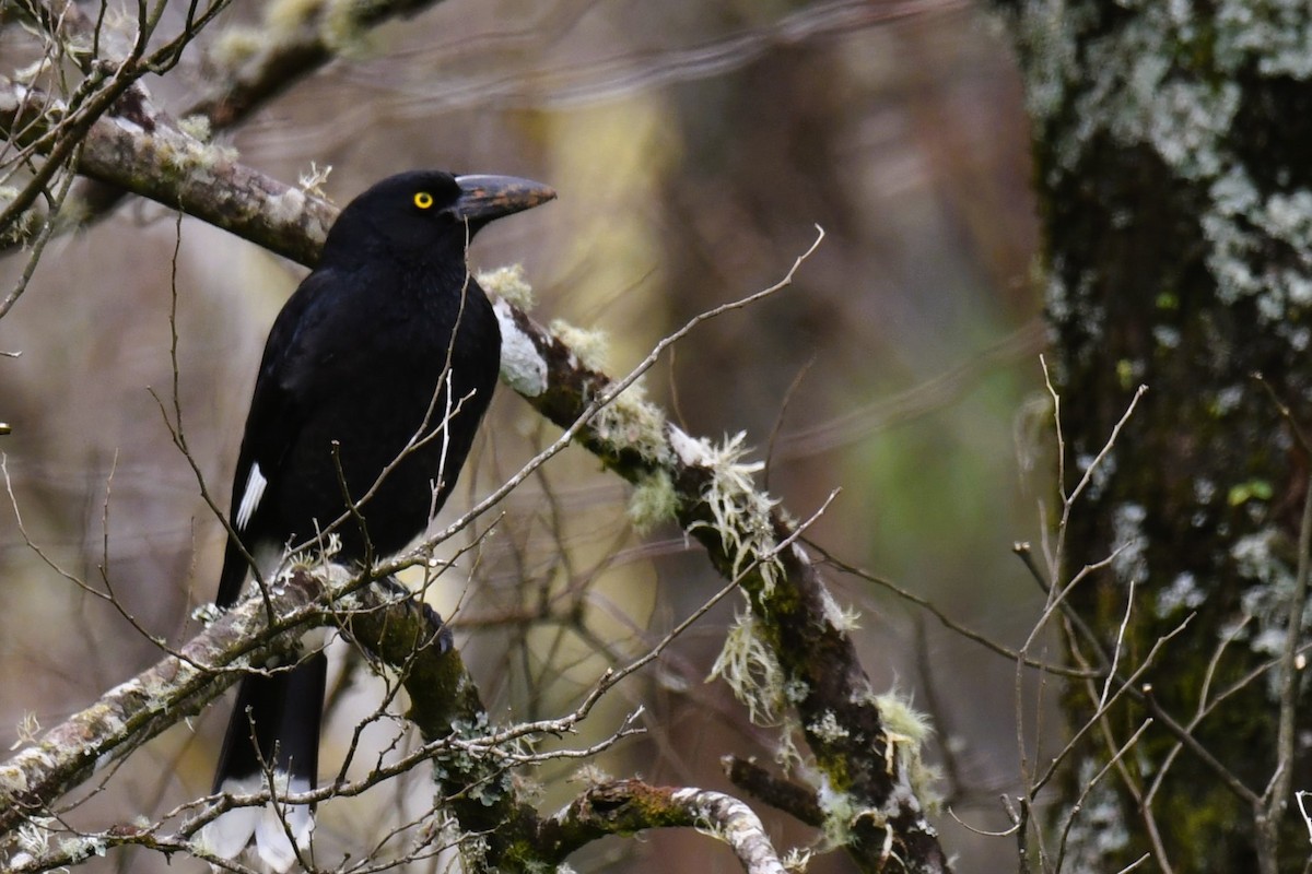 Pied Currawong - ML471403981