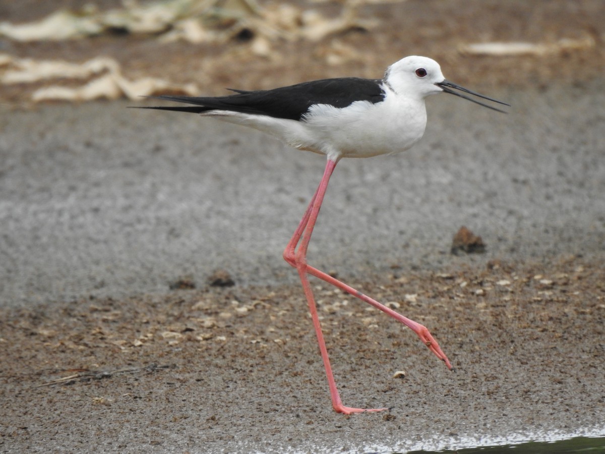 Black-winged Stilt - ML471403991