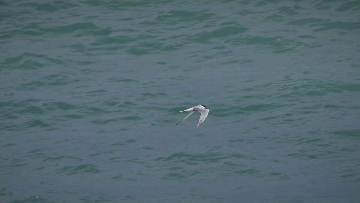 Common Tern (hirundo/tibetana x longipennis) - ML471404071