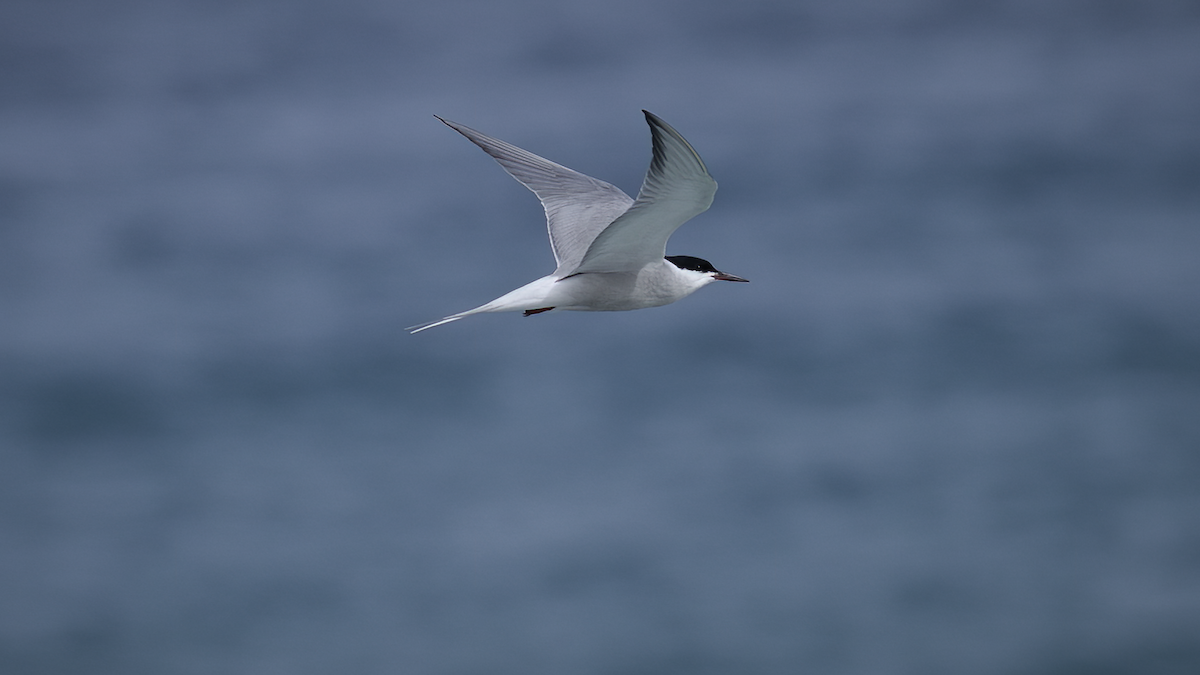 Common Tern (hirundo/tibetana) - ML471404671