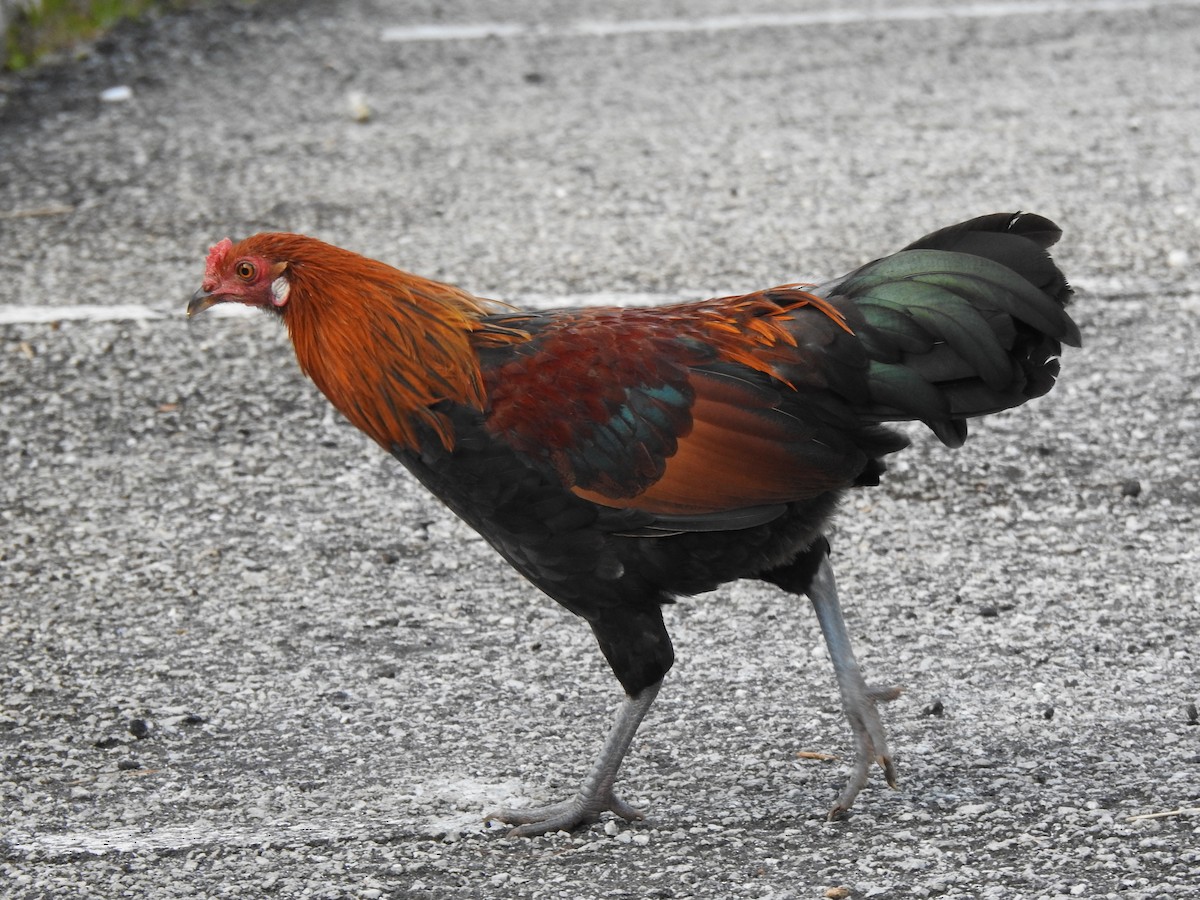 Red Junglefowl - Chai Thiam Lau