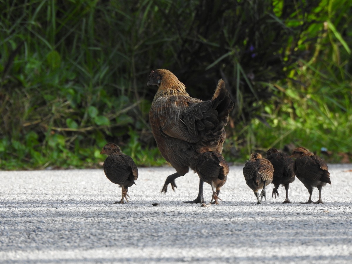 Red Junglefowl - ML471404731