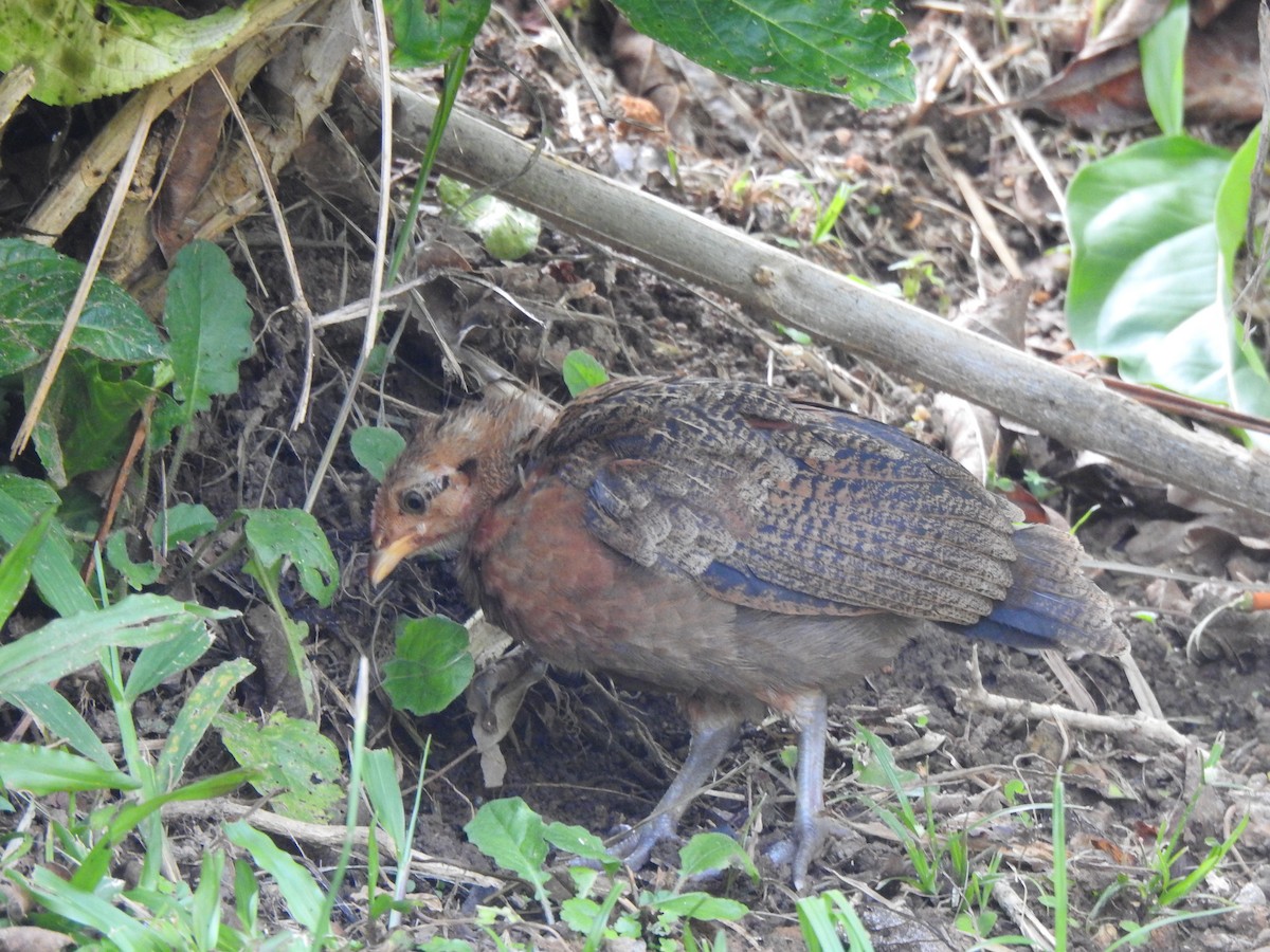 Red Junglefowl - ML471404741