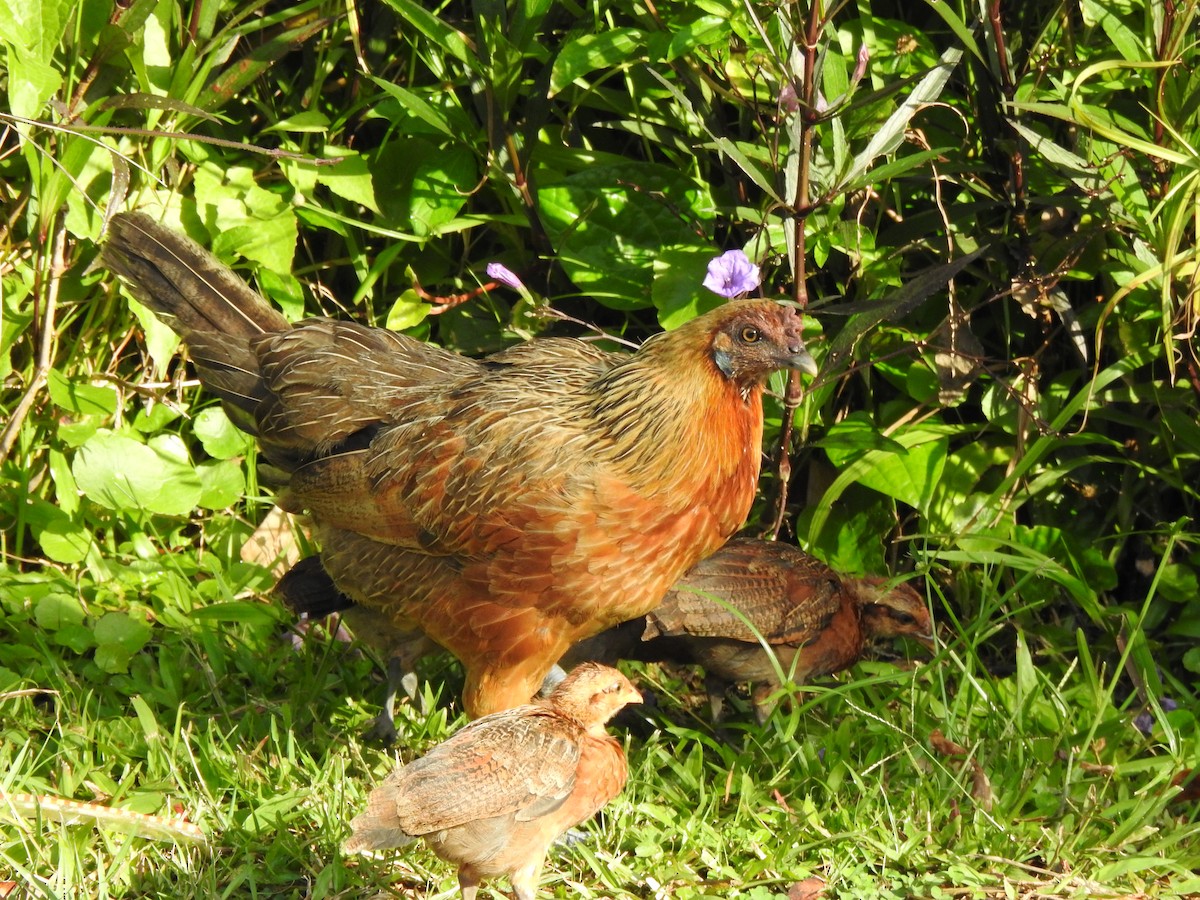 Red Junglefowl - ML471404751