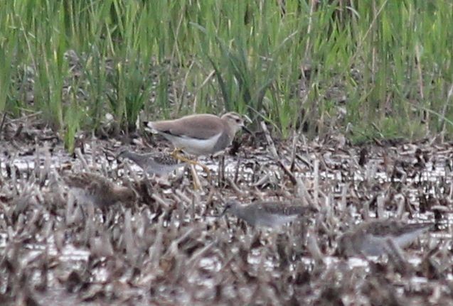 White-tailed Lapwing - Jacek Wyrwał