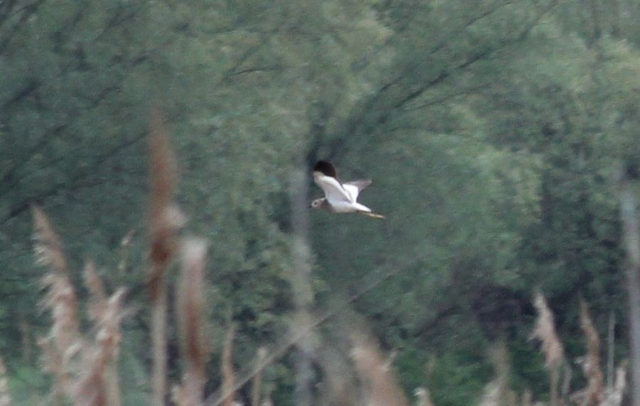 White-tailed Lapwing - ML471404861