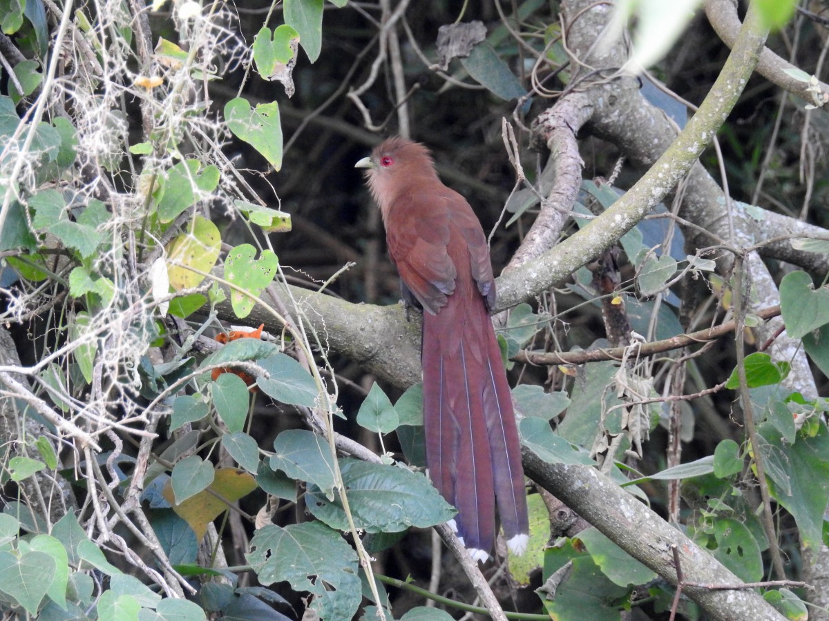 Squirrel Cuckoo - ML471406531