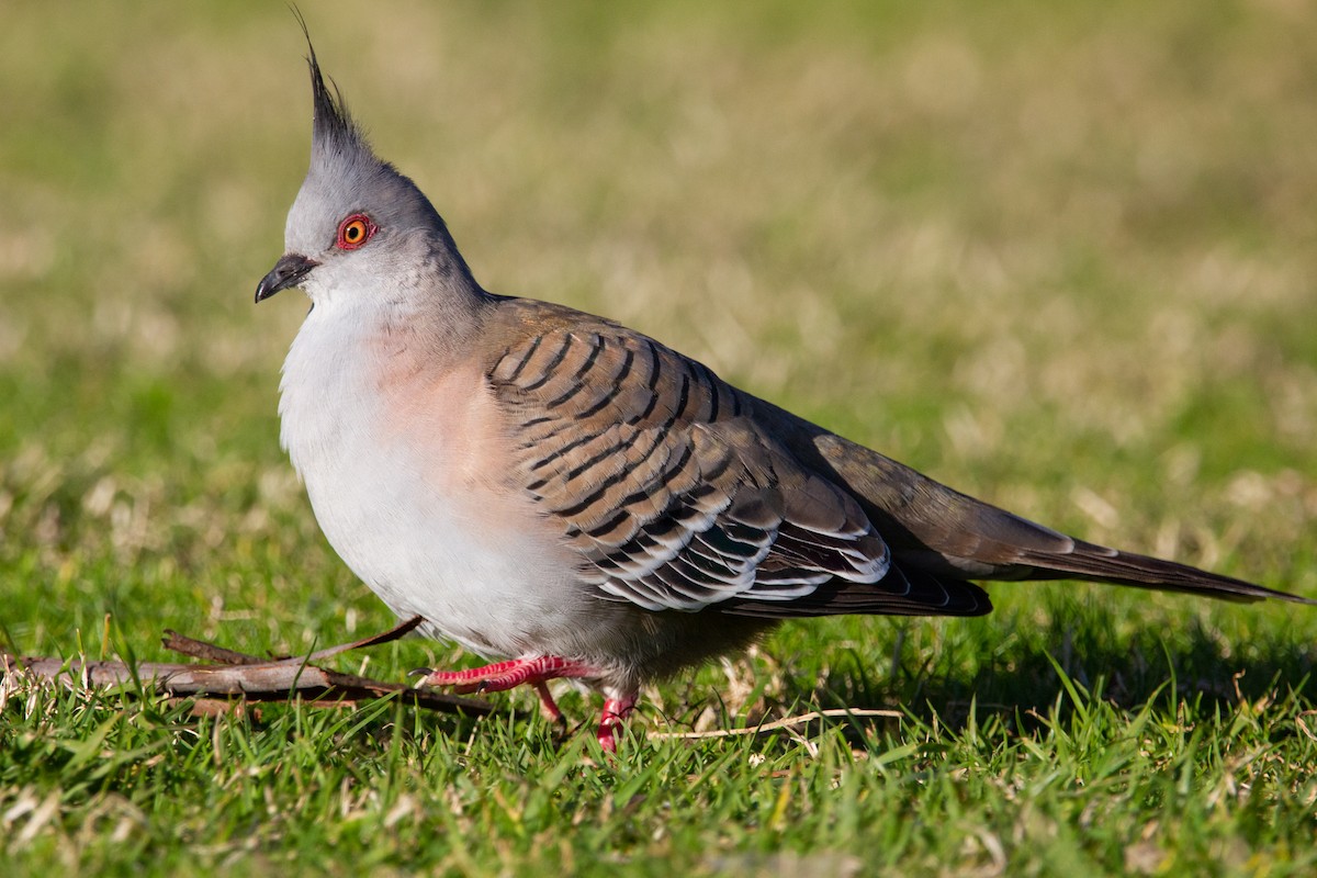 Crested Pigeon - ML471407971