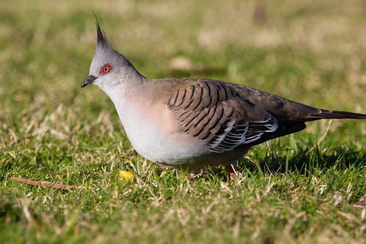 Crested Pigeon - ML471407981