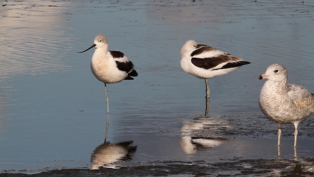 Avocette d'Amérique - ML471408