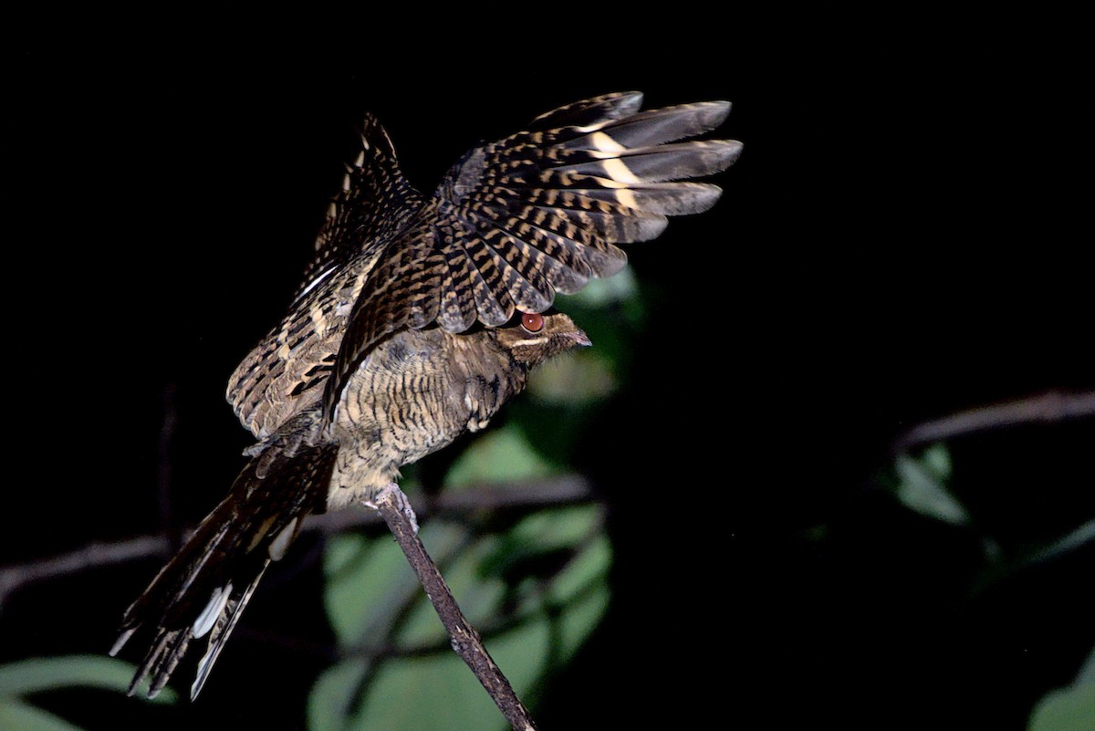 Large-tailed Nightjar - Ananyaa Dobhal