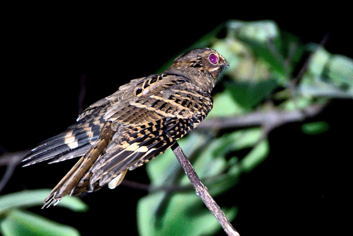Large-tailed Nightjar - Harish Dobhal
