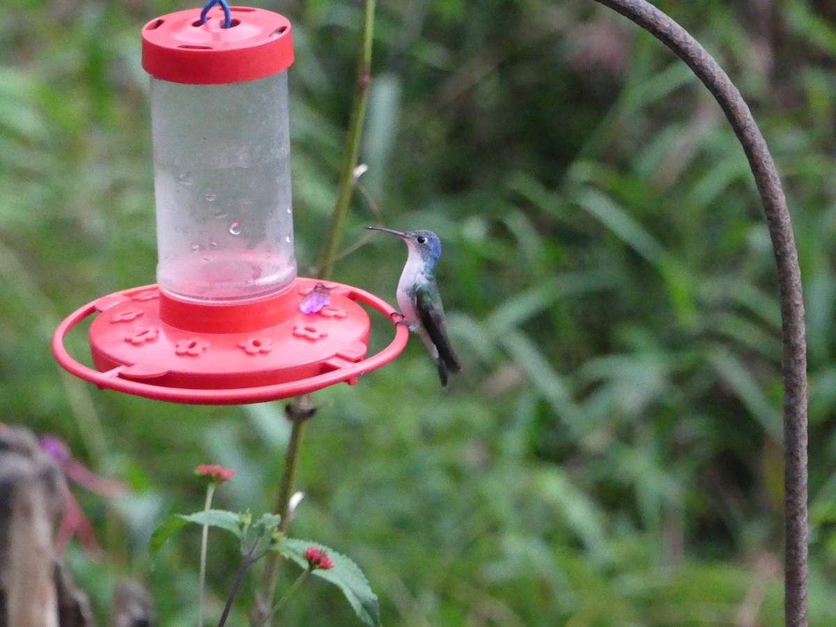 kolibřík andský - ML471408651