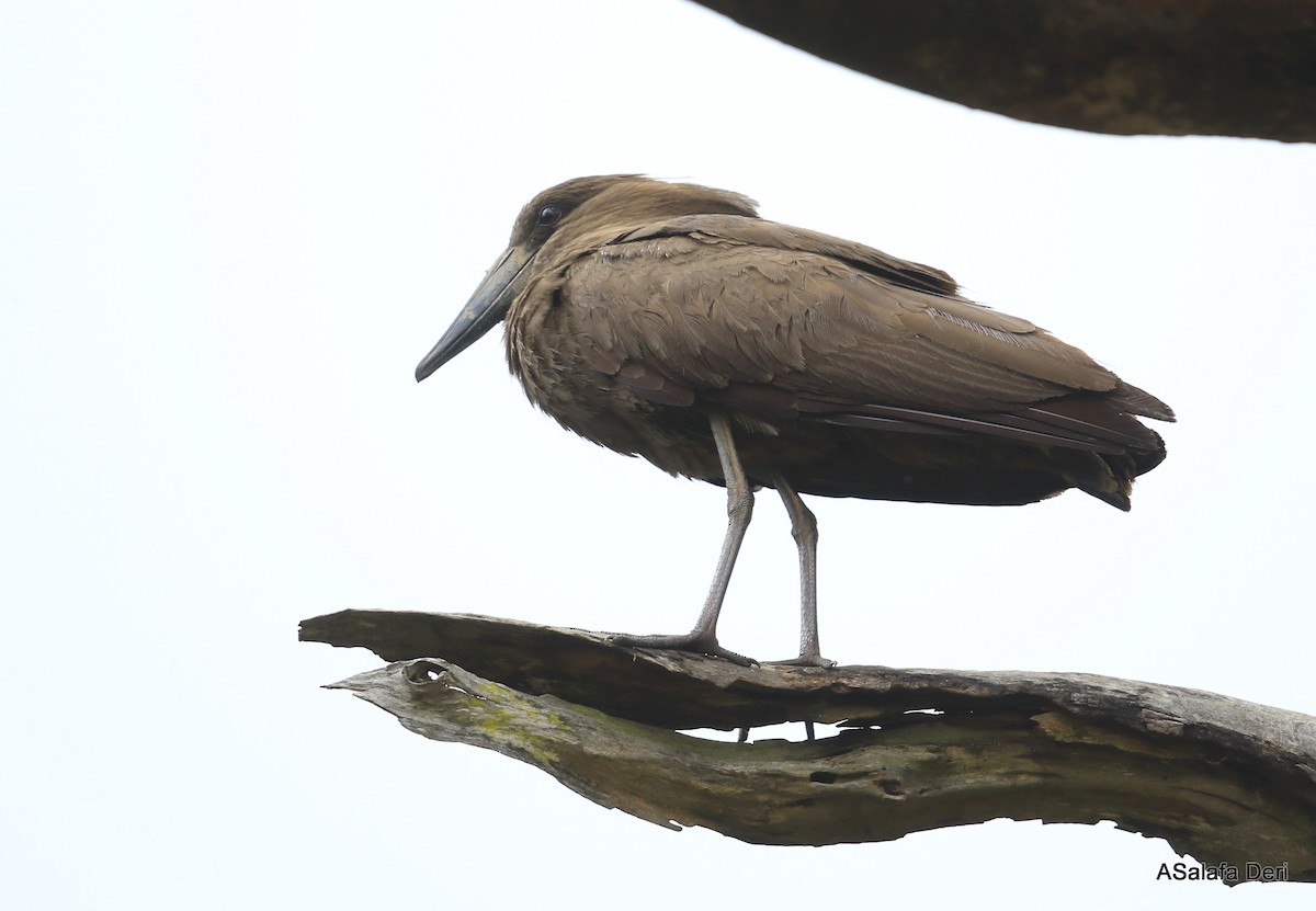 Hamerkop - Fanis Theofanopoulos (ASalafa Deri)