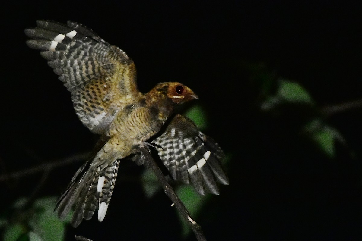 Large-tailed Nightjar - Harish Dobhal