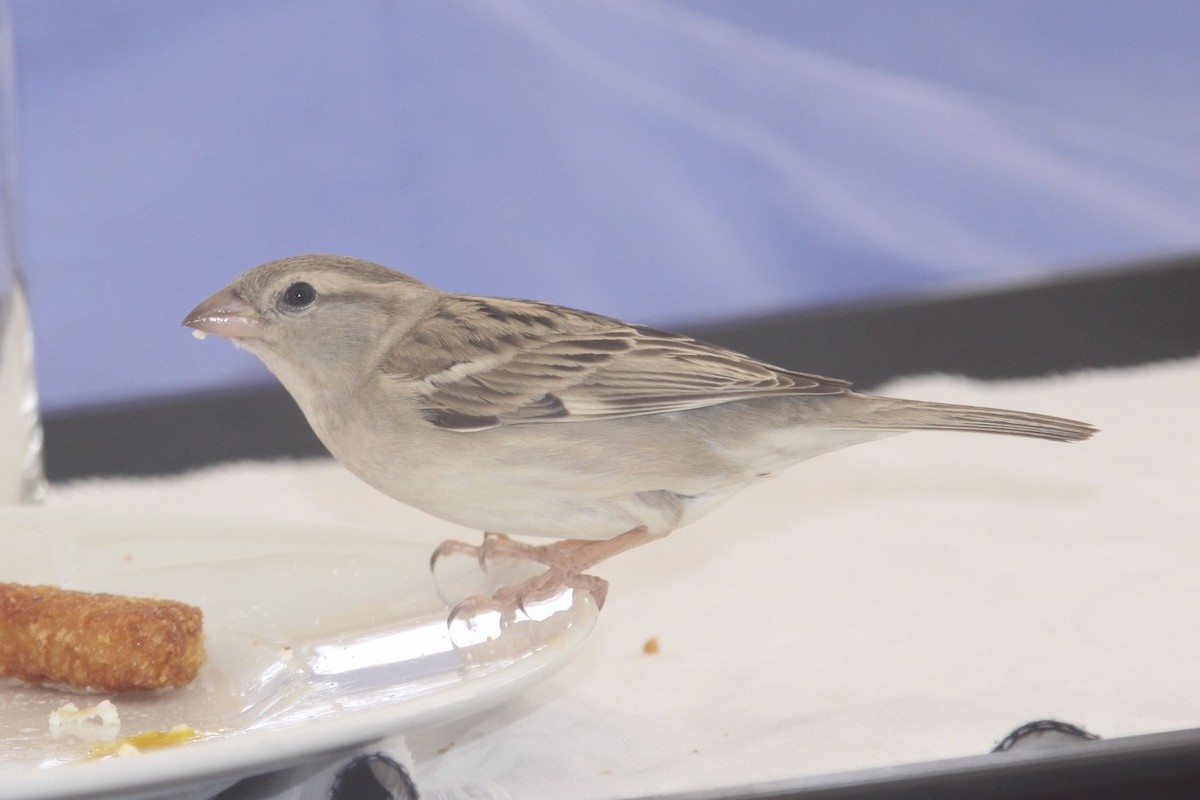 House Sparrow - Knut Hansen