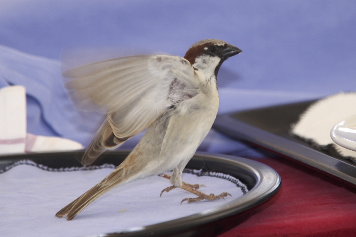 House Sparrow - ML47140981