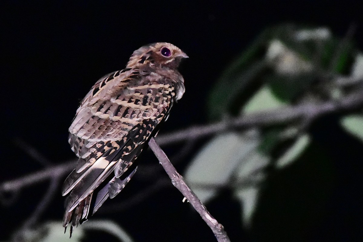 Large-tailed Nightjar - Ananyaa Dobhal