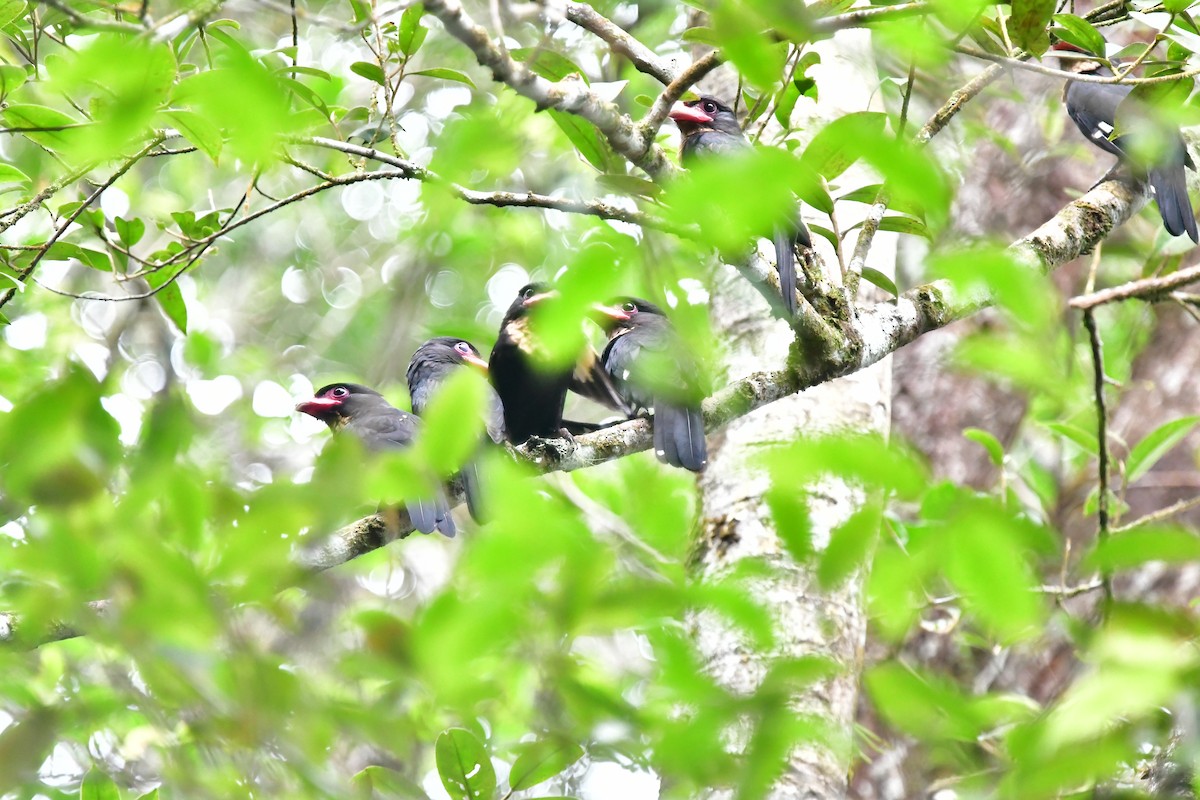 Dusky Broadbill - ML471410381