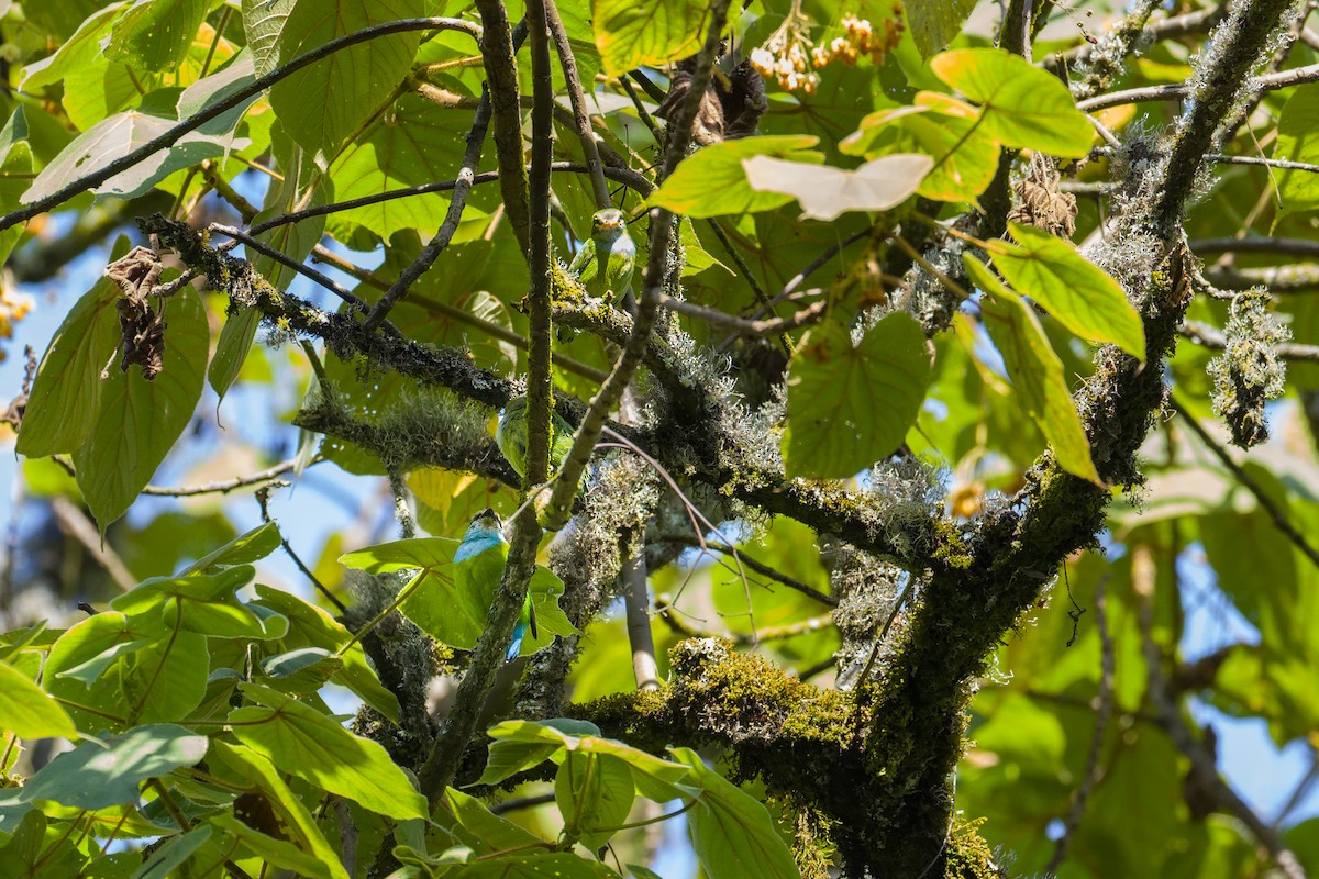 Grauer's Broadbill - Yves Gisseleire