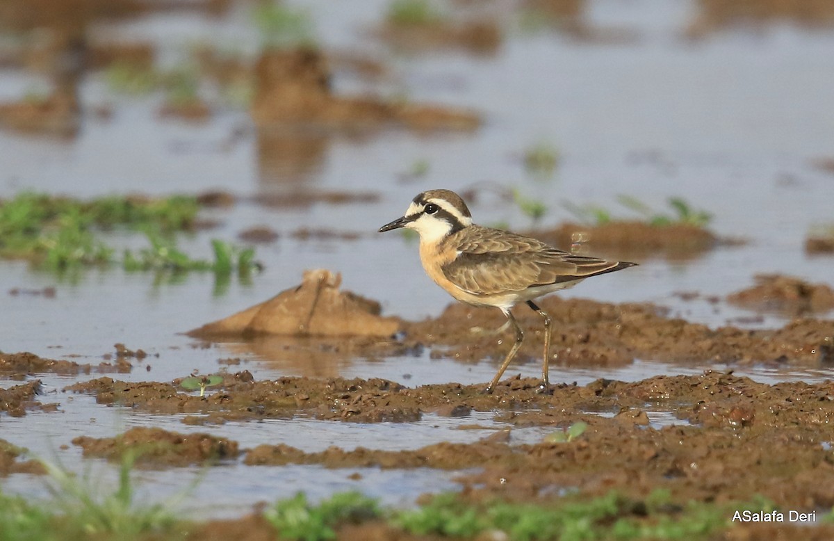 Kittlitz's Plover - ML471410621