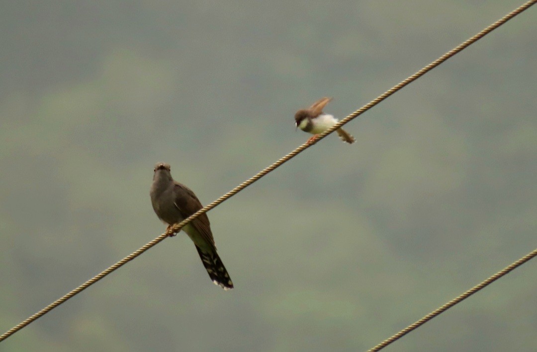 Prinia de Hodgson - ML471411231