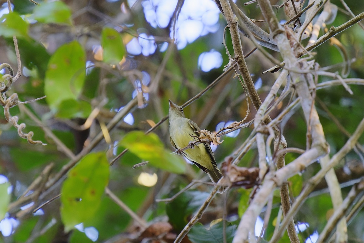 Sulphur-bellied Tyrant-Manakin - Holger Teichmann