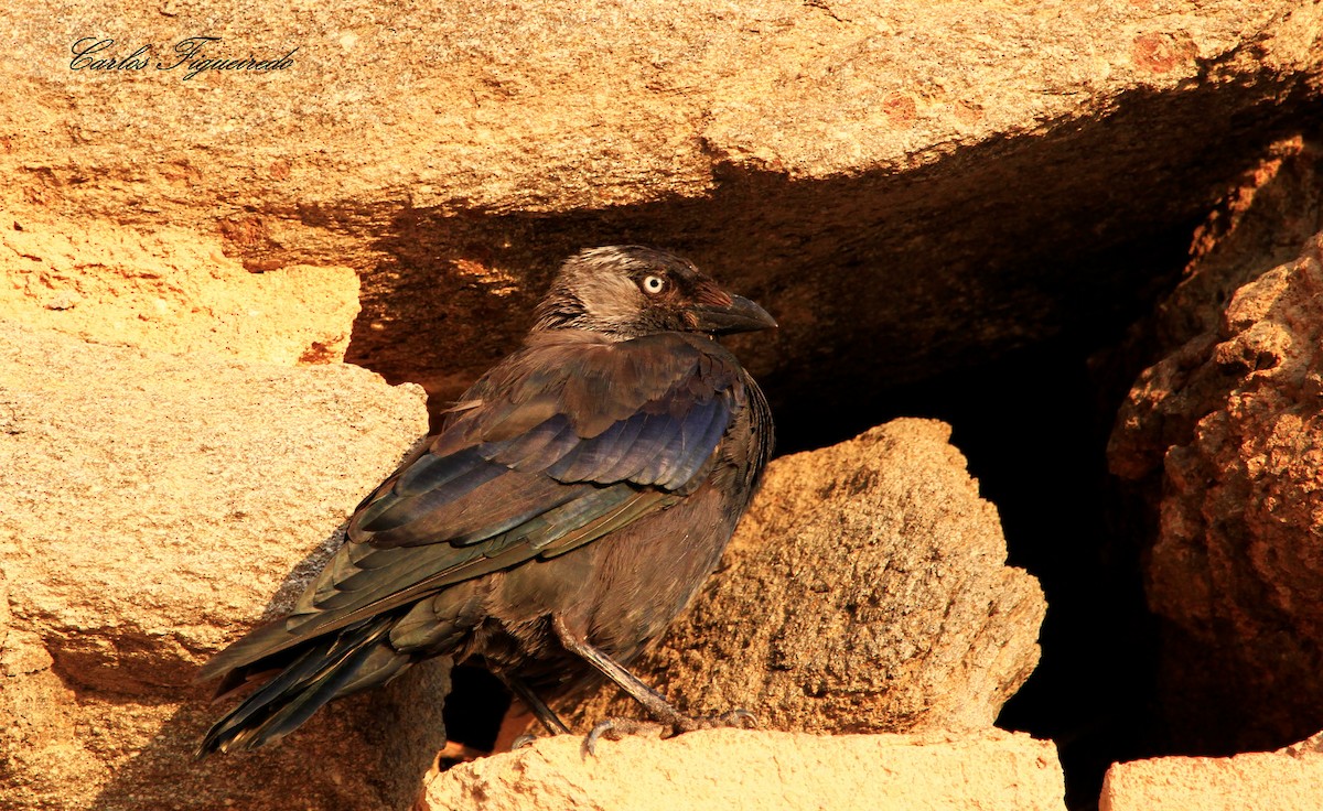 Eurasian Jackdaw - Carlos Figueiredo