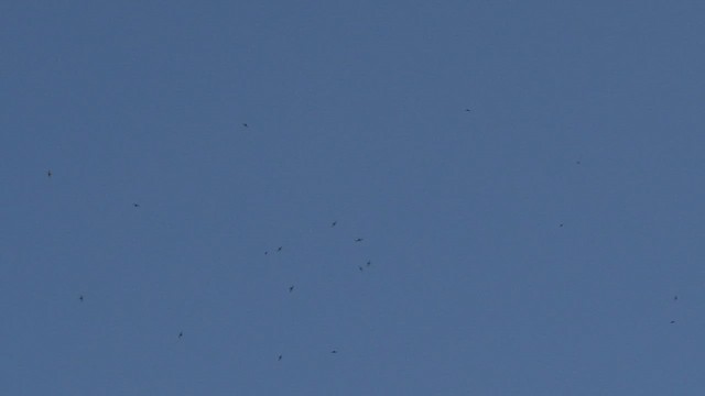 Common/Pallid Swift - ML471411861