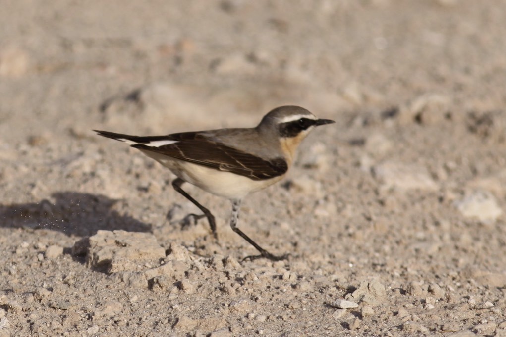 Northern Wheatear - ML47141231