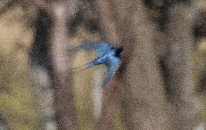Montane Blue Swallow - ML471412371