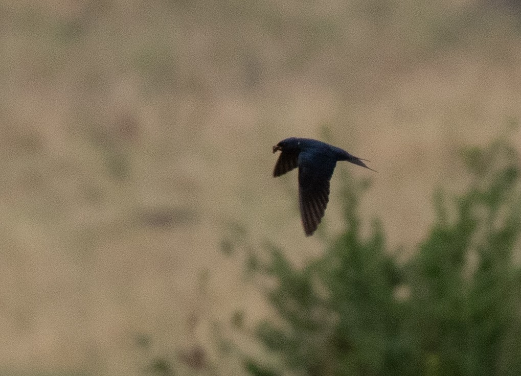 Montane Blue Swallow - ML471412431