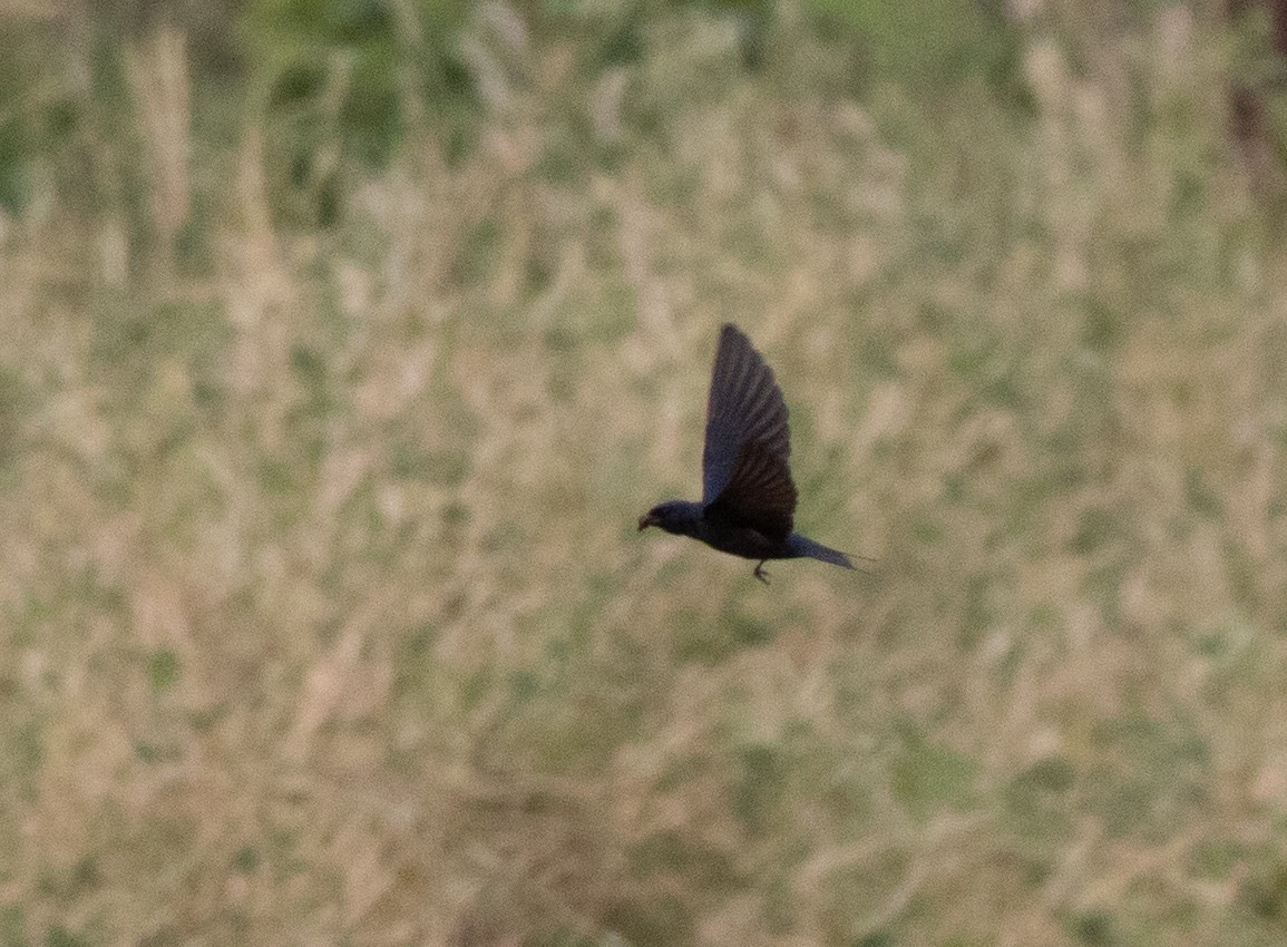 Montane Blue Swallow - ML471412451