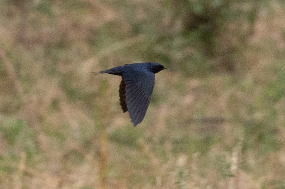 Montane Blue Swallow - ML471412521