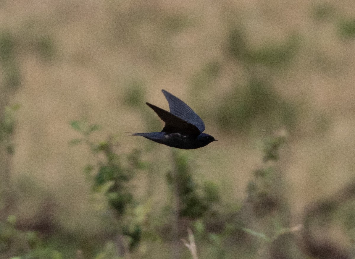 Montane Blue Swallow - ML471412531