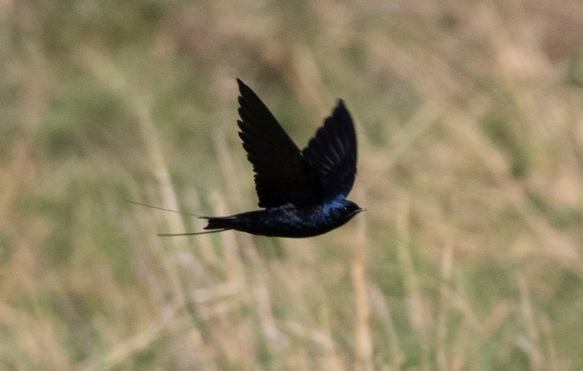 Montane Blue Swallow - ML471412601