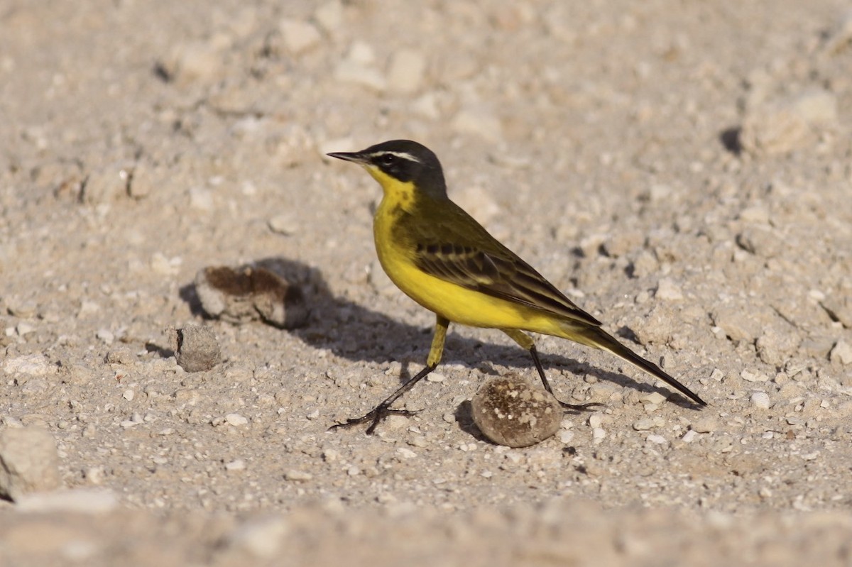 Western Yellow Wagtail (flava/beema) - ML47141281