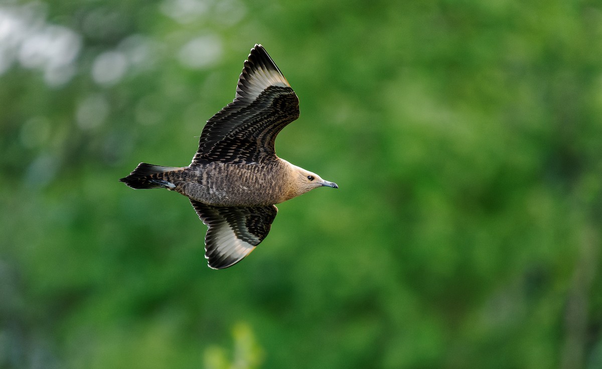 Parasitic Jaeger - ML471413111