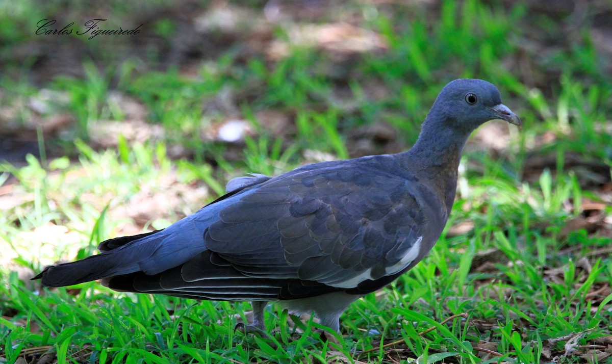 Common Wood-Pigeon - ML471413221