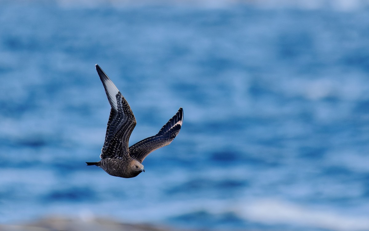 Parasitic Jaeger - ML471413251