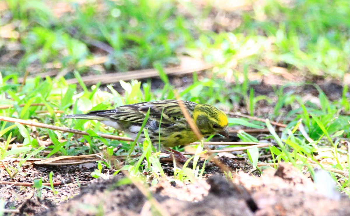 European Serin - ML471413481