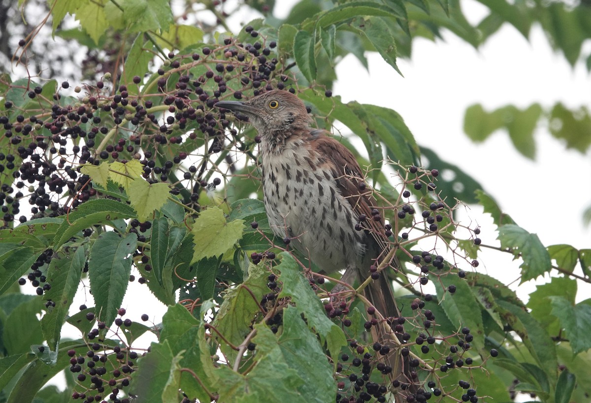 Brown Thrasher - ML471413631