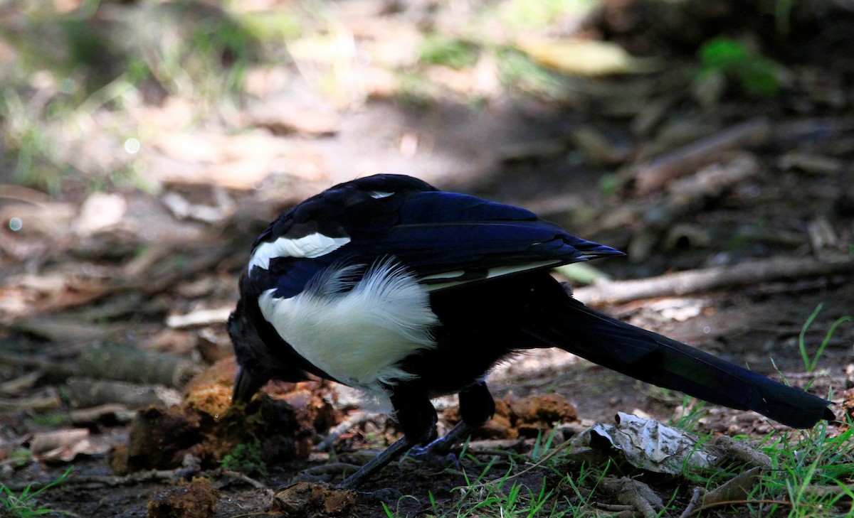 Eurasian Magpie - ML471413681