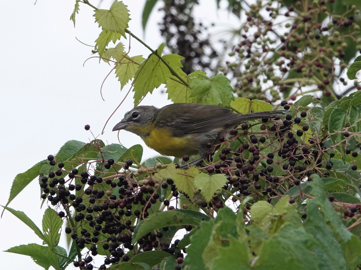 Yellow-breasted Chat - ML471413691