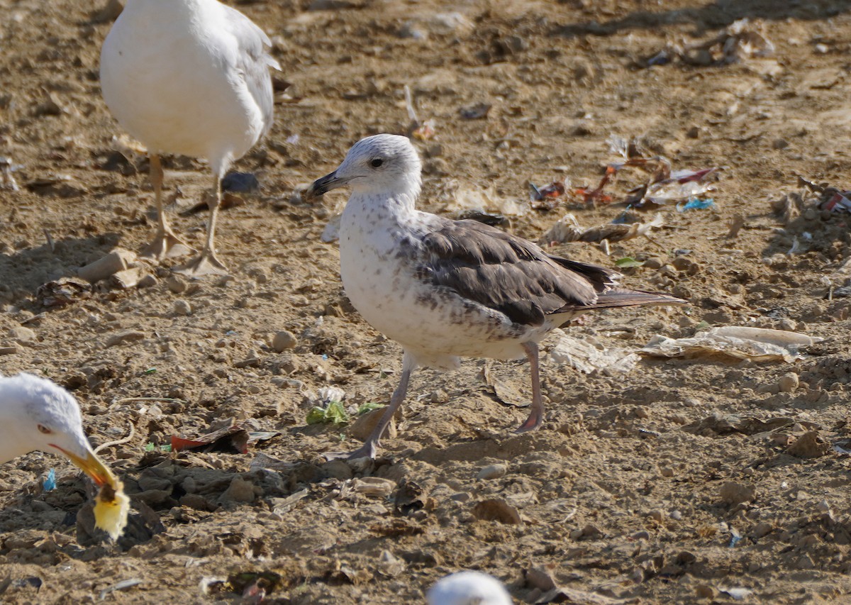 Lesser Black-backed Gull - ML471413861